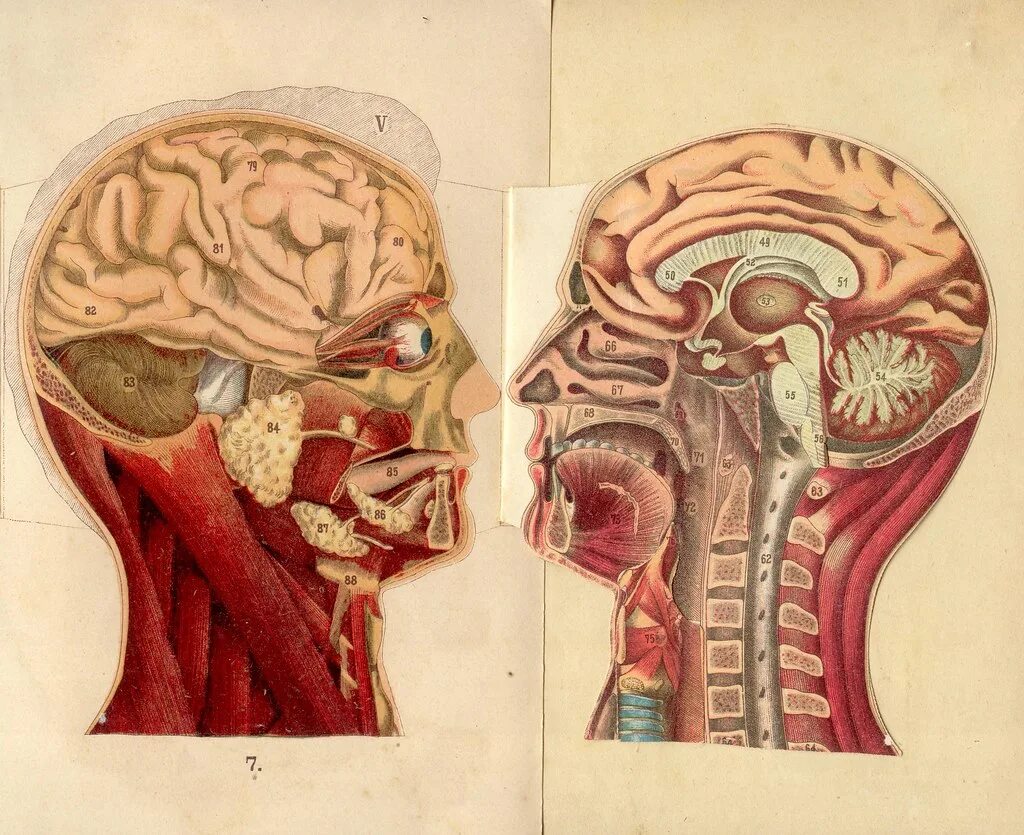 Мозг через рот. Голова человека изнутри. Строение человеческой головы.