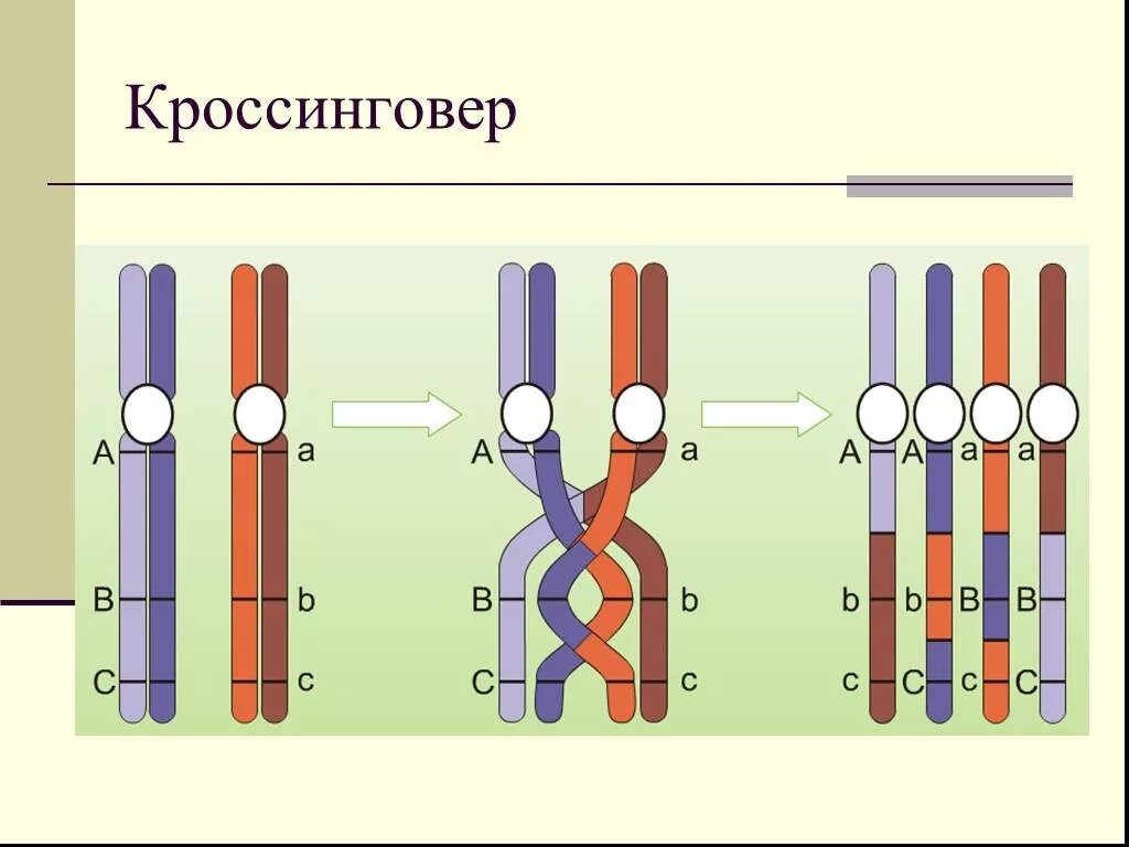 Гамета содержит аллельные гены. Схема кроссинговера хромосом. Сцепленные гены кроссинговер. Репликация конъюгация кроссинговер. Конъюгация и кроссинговер.