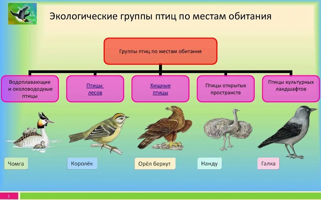 Приведите примеры птиц. Экологические группы птиц по местам обитания таблица. Классификация птиц по местам обитания таблица. Птицы экологические группы птиц. Экологическая классификация птиц.