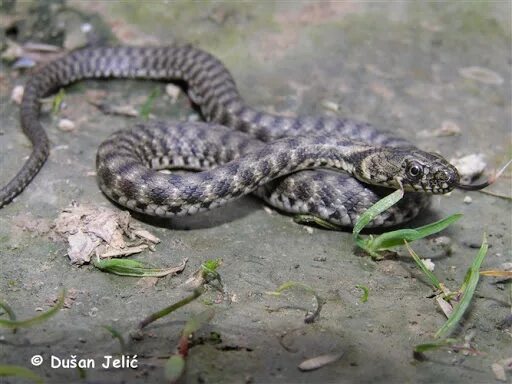 Змея шахматка ядовитая. Уж водяной natrix tessellata (laurenti, 1768),. водяной уж (natrix tessellata). змея гадюка ядовитая шахматная. гадюка шахматная ядовитая.