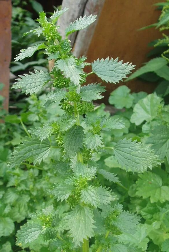 Крапива жгучая (Urtica urens). Крапива Жалюка. Крапива жгучая и двудомная. Татарская крапива. Крапива в россии