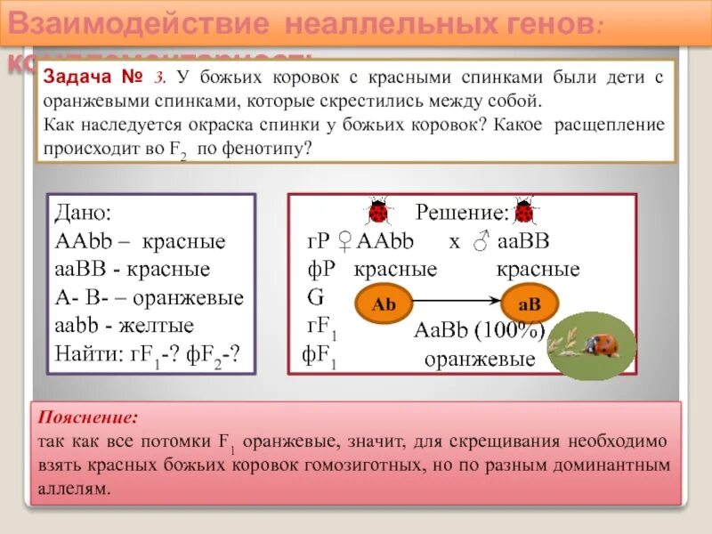 Взаимодействие генов презентация 10 класс. Взаимодействие неаллельных генов задачи. Взаимодействие неаллельных генов комплементарность. Задачи на неаллельные гены. Задачи на взаимодействие неаллельных генов с решением.