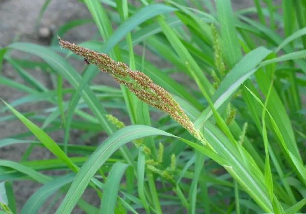 Echinochloa crus-galli - Image of an specimen - Plantarium