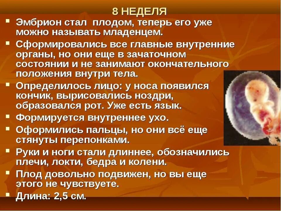 Плод становится человеком. Эмбрион на 8 неделе беременности.