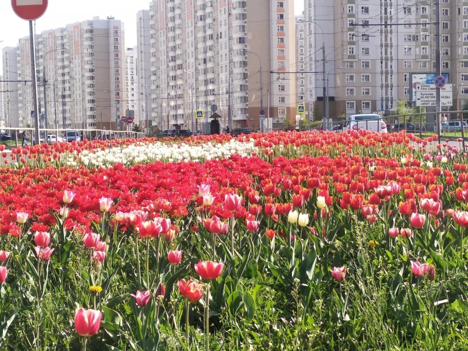 Купить тюльпаны в подольске. Город Подольск Кузнечики. Подольск Кузнечики летом. Аллея тюльпанов в Москве. Тюльпаны на Северном Измайлово.