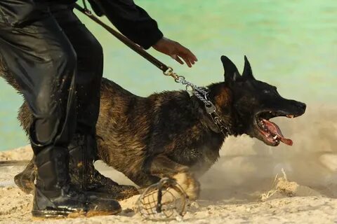 Attack dog