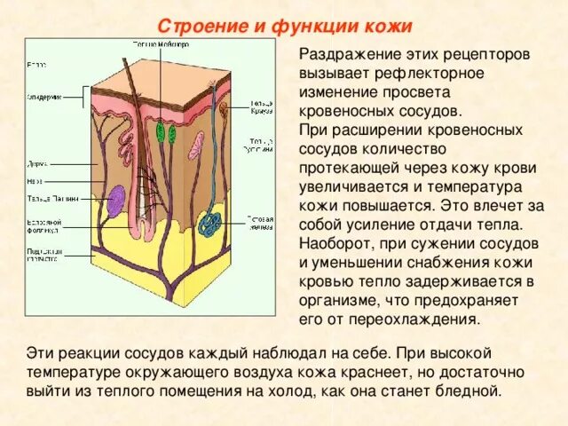 Урок строение и функции кожи 8 класс. Кожа строение и функции 8 класс биология. строение функции и гигиена кожи. строение и функции кожи. функции кожи человека.