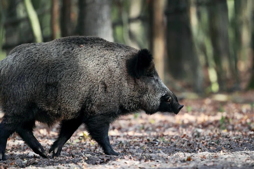 Т кабанов. Т кабанов. Кабан кабаниха и кабаненок. Охота на лося и волка и кабана. Кабаниха самка кабана.