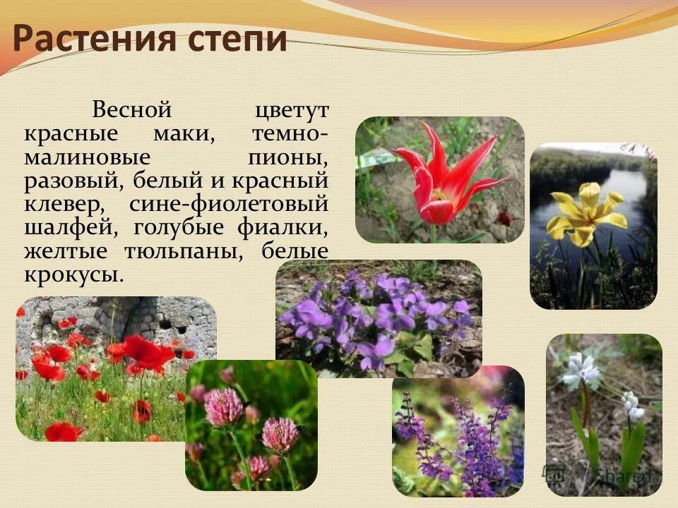 Растение степи 4 класс окружающий мир сообщение. Растения степи. сообщение о степной растительности. растения степи весной. степные растения презентация.