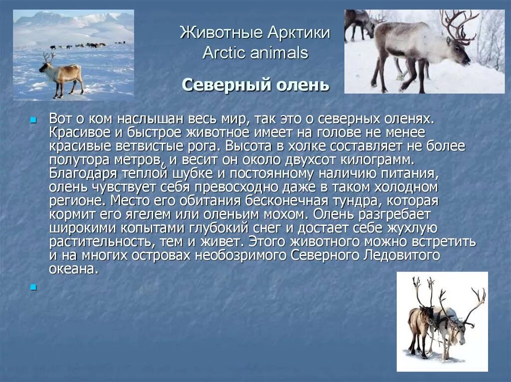 На каком материке живет олень. Сообщение про Северного оленя. Сообщение о северных животных. Животные Арктики презентация. Северный олень доклад.