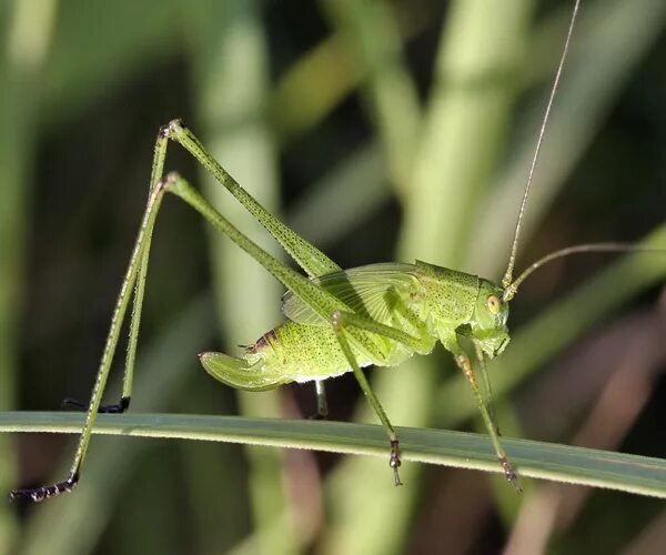 яйцеклад кузнечика. саранча насекомое. яйцеклад саранчи. самка саранчи. кузнечик зеленый (tettigonia viridissima).