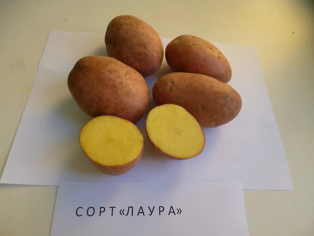 Колобок картофель характеристика отзывы. Сорт картофеля Ажур.