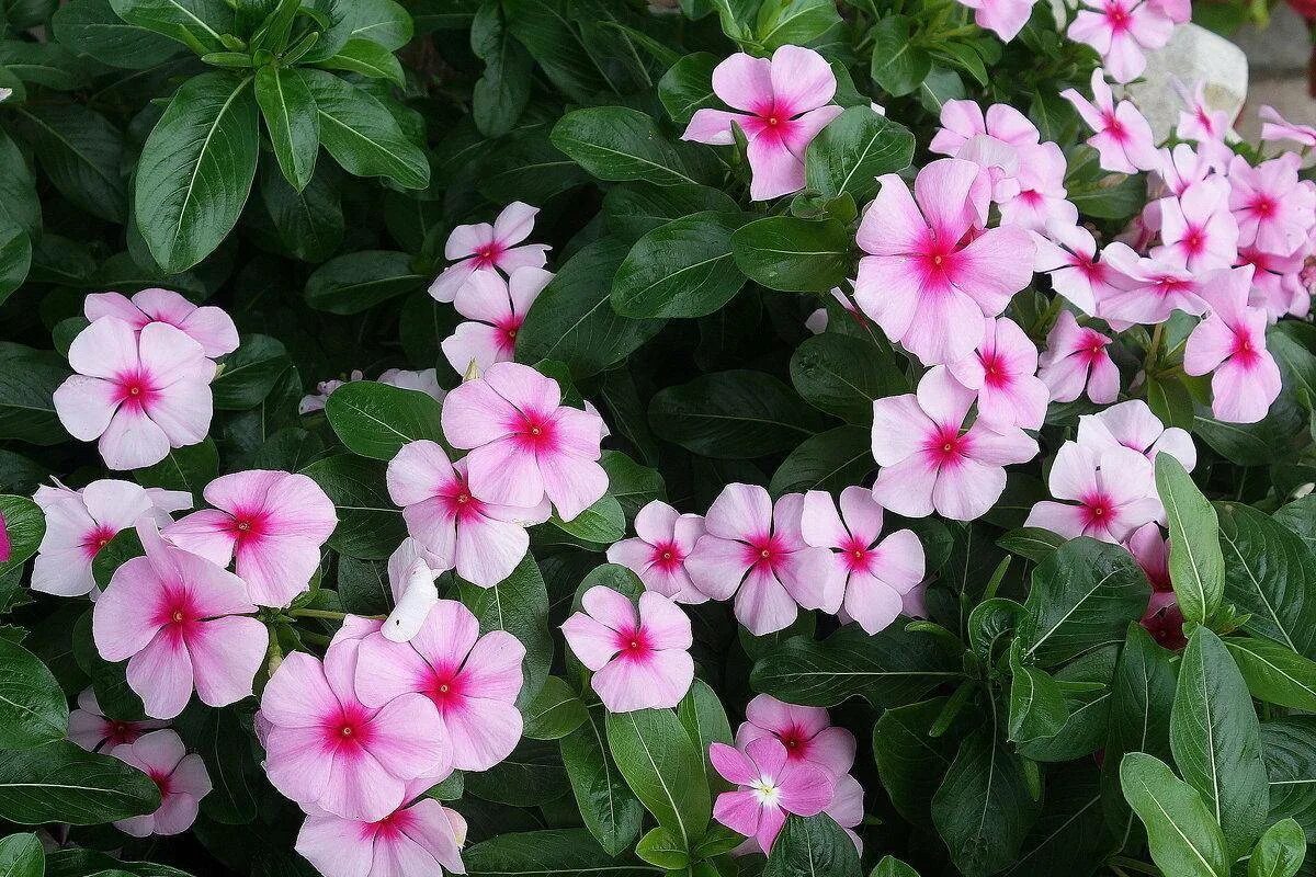 Домашние цветы катарантус. Катарантус аристократ. Катарантус. Домашние цветы катарантус. Катарантус цветок белый.