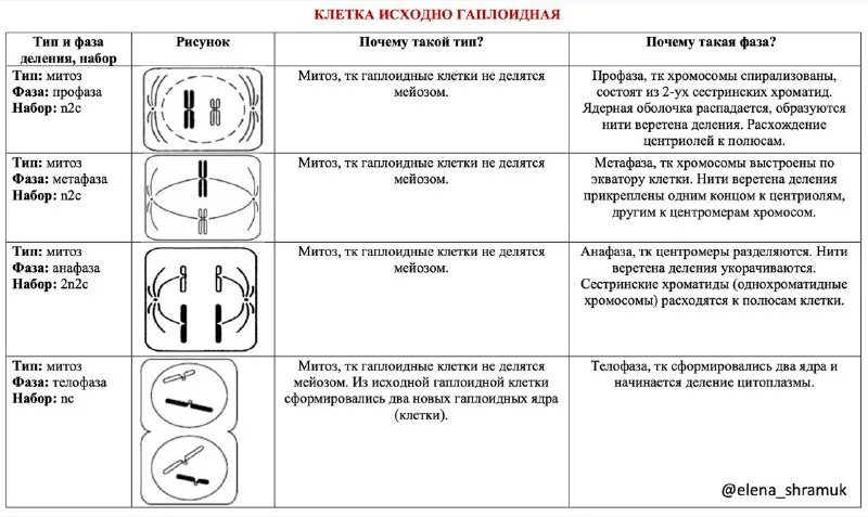 Фазы деления исходной диплоидной клетки. Лептотена мейоза 1. фазы митоза таблица с рисунками. митоз и мейоз таблица. метафаза мейоза.