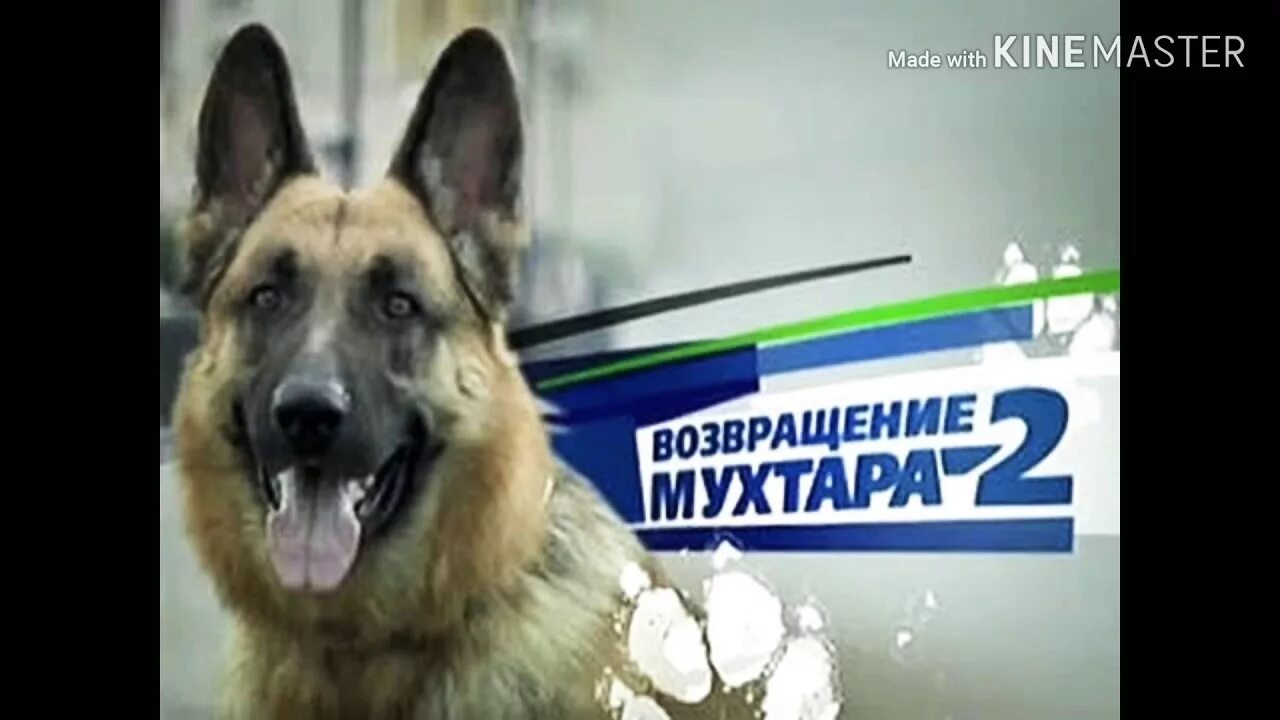 Мухтар 2 10 5. Сериал мухтар 2021. Мухтар 2 10 5. Мухтар 171 серия. Нтв сериал возвращение мухтара 2.