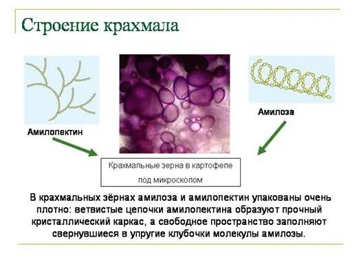 Строение клетки крахмала. Строение крахмальных зерен картофеля. Строение зерен крахмала. Строение крахмального зерна.