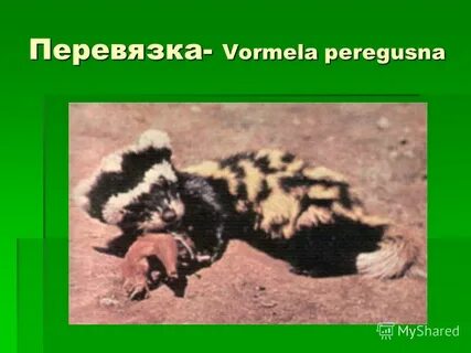 Перевязка занесена в красную книгу или нет