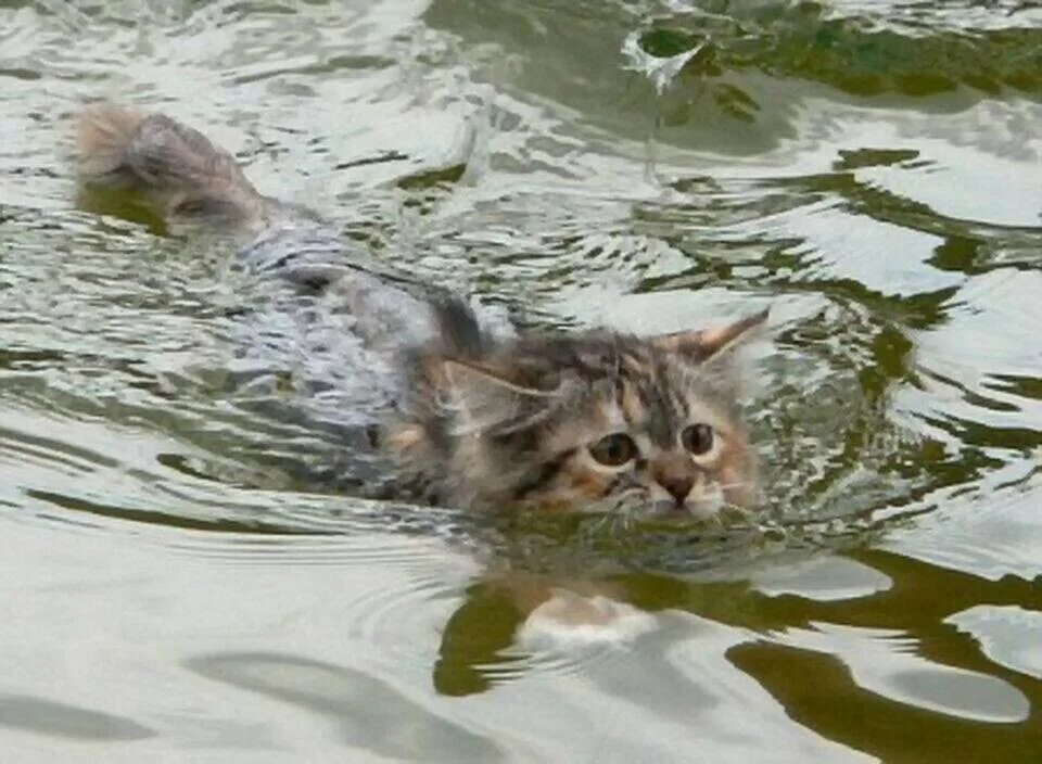 Плыть не уставая. Кот плавает в воде. Котенок плывет. Котенок тонет. Кошка плывет в воде.