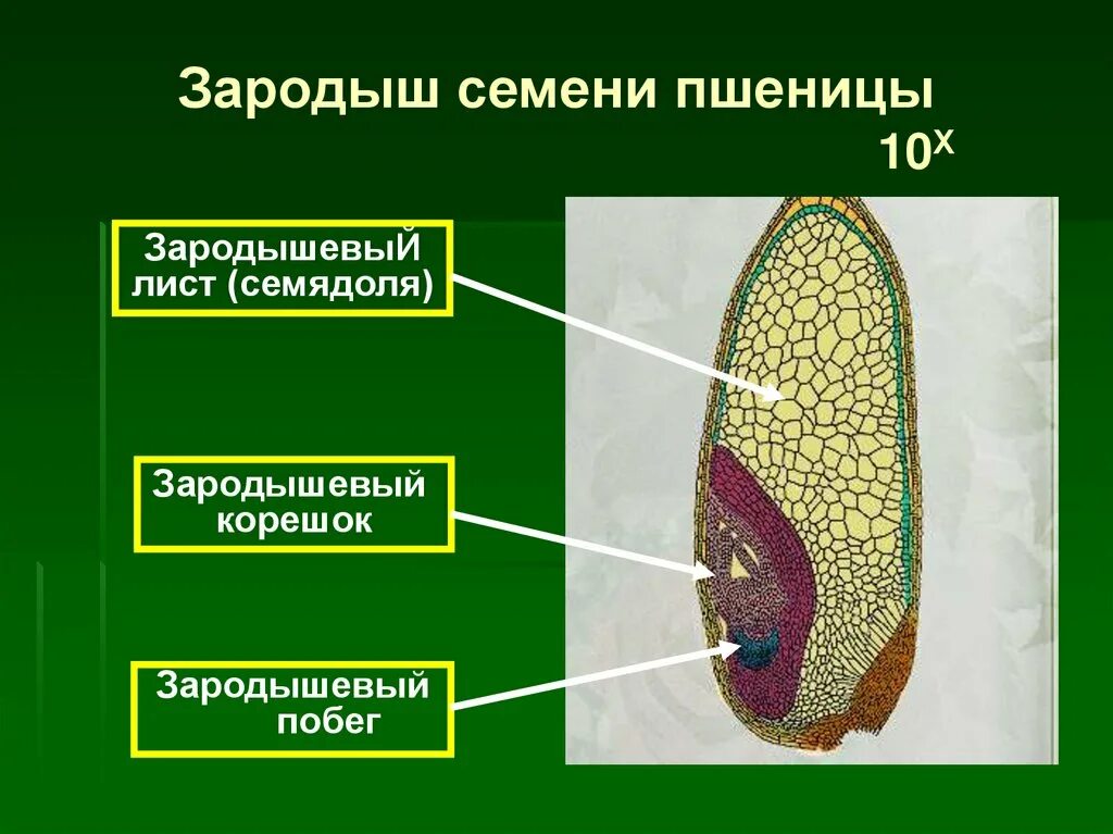 Зародыш семени пшеницы состоит. Семя пшеницы зародышевый корешок. Зародышевого корешка и эндосперма семени пшеницы. Зародыш зародышасемини пшеницы состоит.