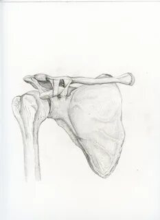 Ключицы рисунок