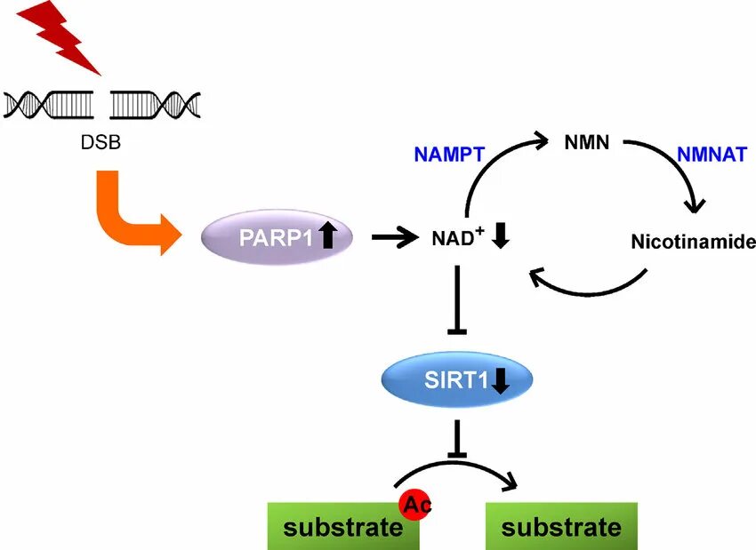 Парп 1. PARP ингибиторы. PARP substrate nad. Nad+ и Sirt-1. Sirt1.