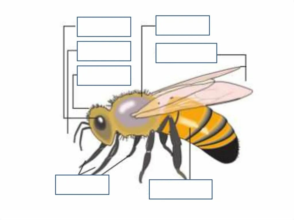 Пчелы 1 разбор. Строение туловища насекомых пчела. Строение насекомых для детей. Части тела насекомых для детей. Строение тела насекомых для детей.