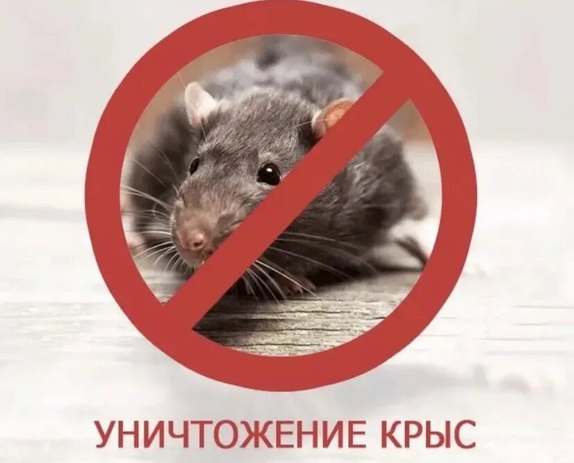 Сэс мыши. Дератизация. Сэс мыши. Дезинфекция от грызунов. Сэс мыши.