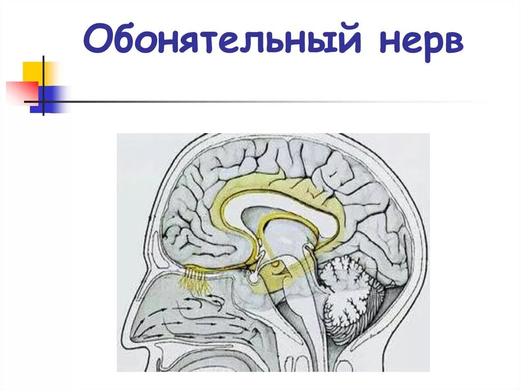 Обонятельный тракт анатомия. 1 Обонятельный нерв. Обонятельный черепно-мозговой нерв. 1 Пара обонятельный нерв схема.