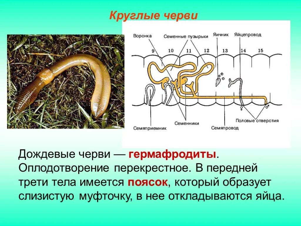 Размножение кольчатых червей. Половая система кольчатых червей 7 класс. Малощетинковые черви оплодотворение. Строение половой системы у малощетинковых червей.