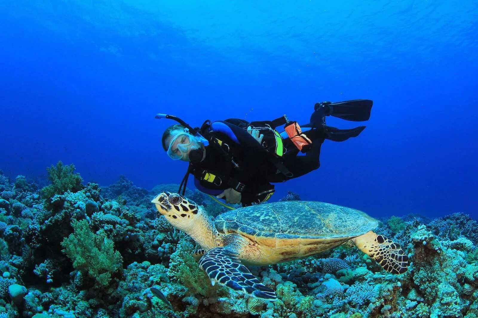 Sea dive. Скуба дайвинг. Дайвинг Санто Доминго. Доминиканская Республика дайвинг. Кайо Коко дайвинг.