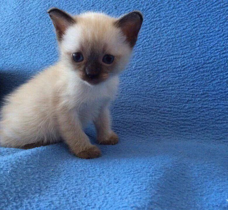 Сиамские котята. Сиамская кошка маленькая. Котята сиамской породы. Кошки маленькие породистые сиамские.