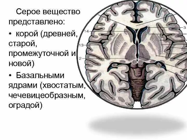 Усиленный в базальных отделах. Ядра серого вещества головного мозга. Серое вещество головного мозга (базальные ядра). Серое и белое вещество головного мозга анатомия. Распределение серого и белого вещества в головном мозге.