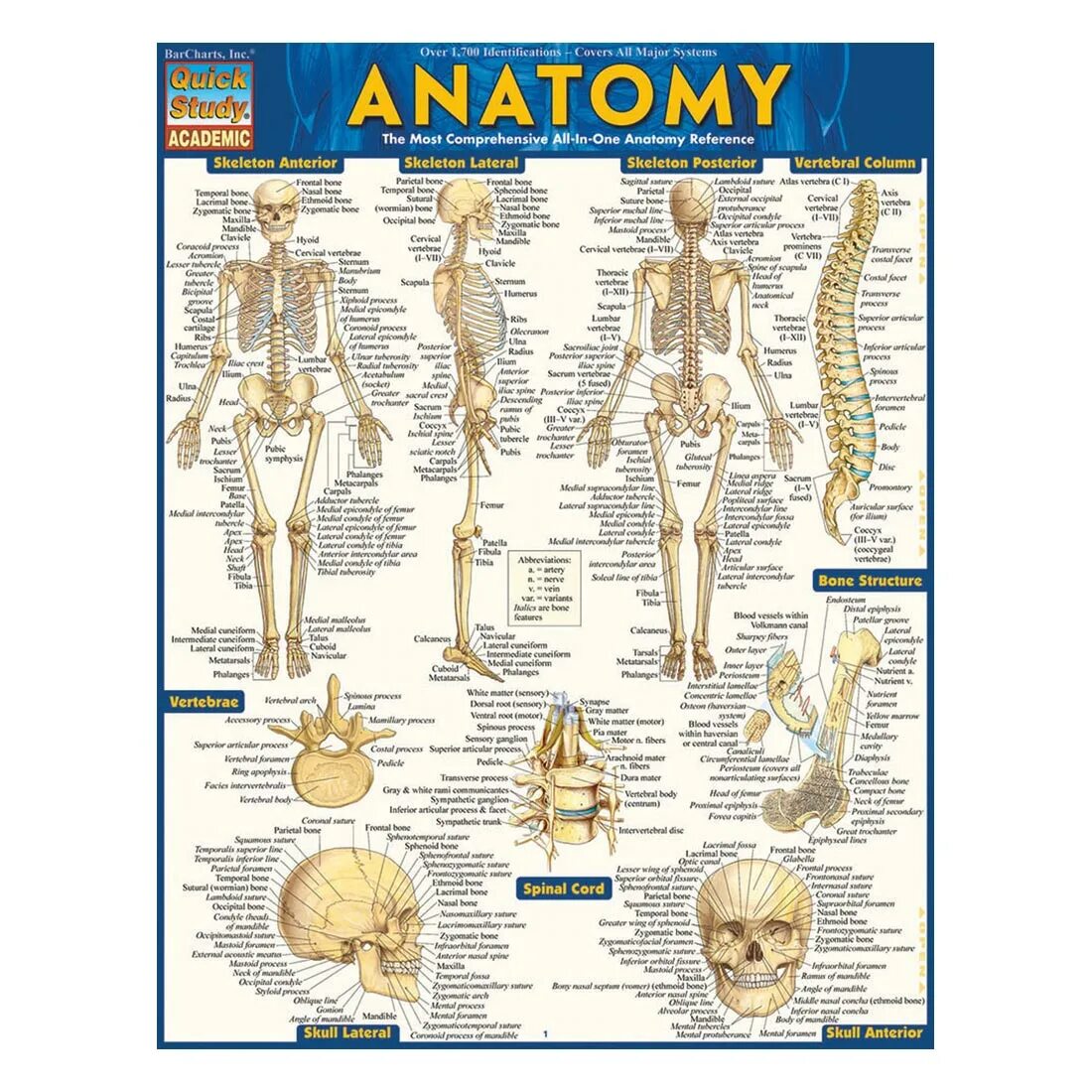 Detailed guide. Анатомия. Анатомия человека 14 лет. Anatomy pdf. Анатомия цвета книга.