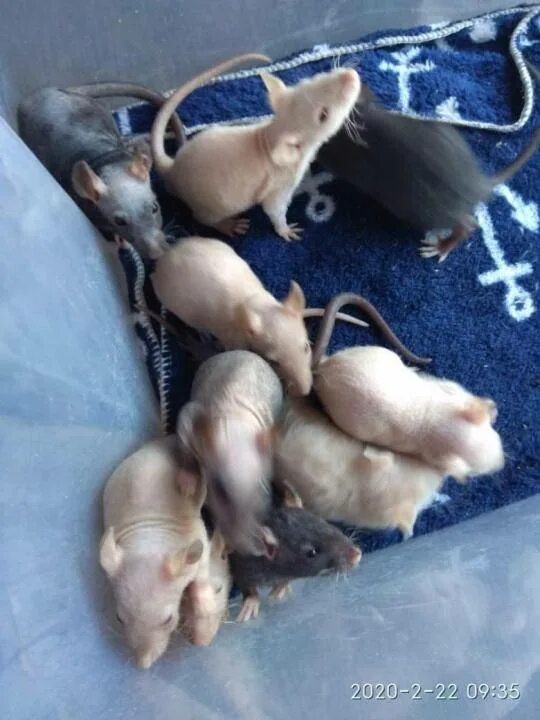 Новорожденные крысята дамбо. Новорожденные крысята дамбо. Сон крыса рожает. Сон крыса рожает. Сон крыса рожает.