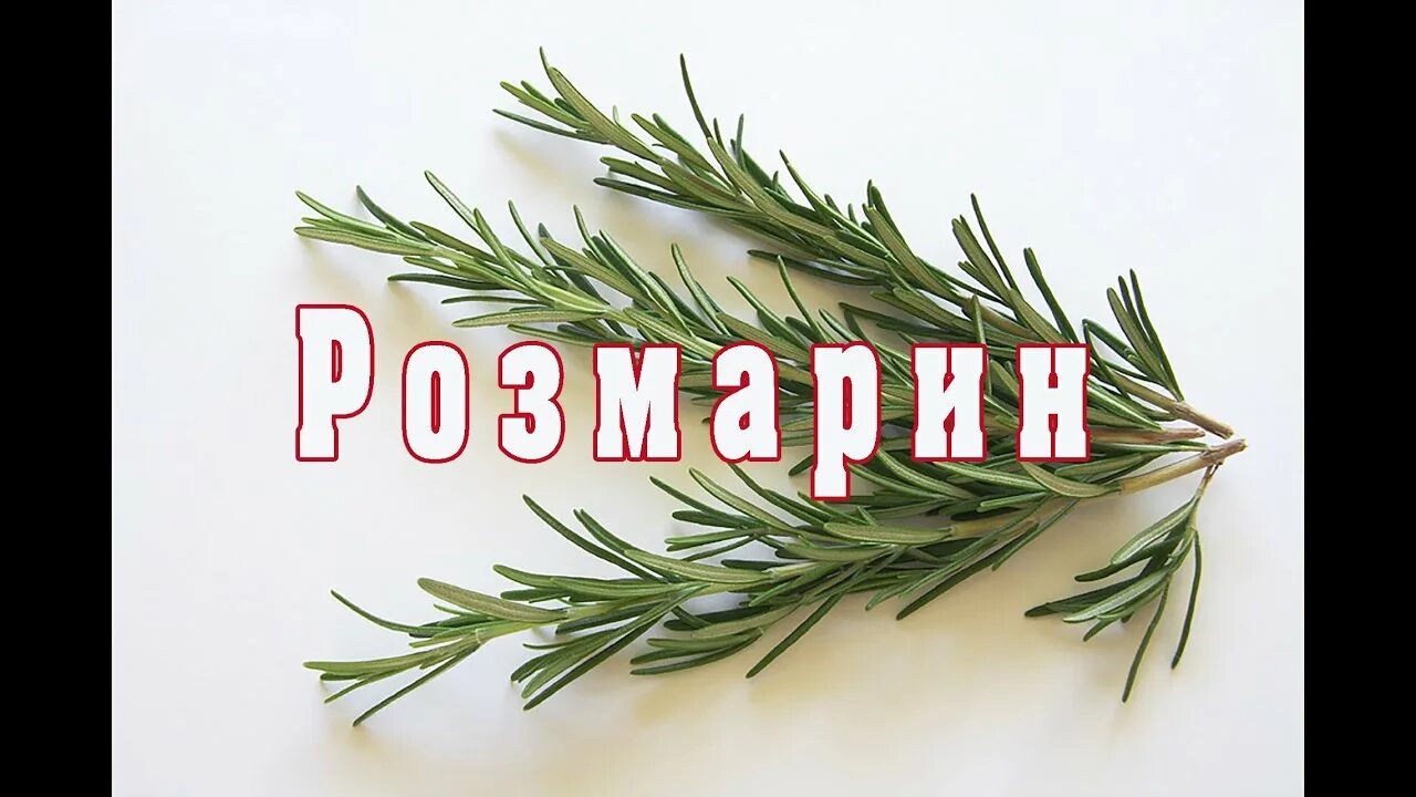 Розмарин перевод. Розмарин на армянском. Розмарин по таджикский. Розмарин на таджикском. Розмарин приправа семена.