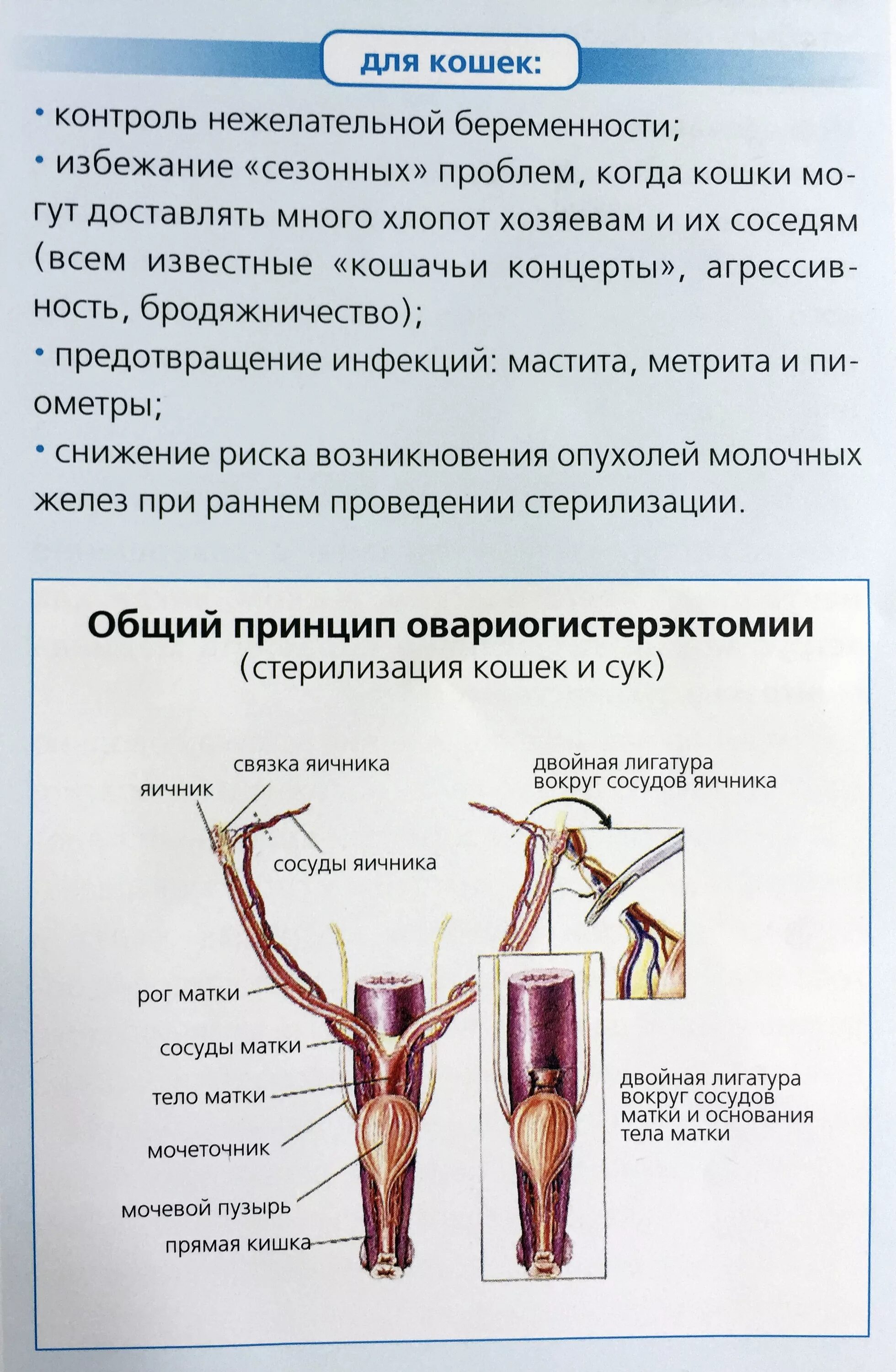 Матка и яичники кошки. Стерилизация собаки суки. Стерилизация сук методика. Стерилизация собак схема.