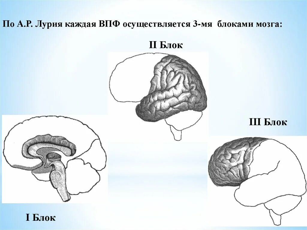 Функциональные блоки головного мозга. Функциональные блоки мозга по а.р лурия. блоки мозга по лурия 1 блок. три блока головного мозга лурия. третий функциональный блок лурия.