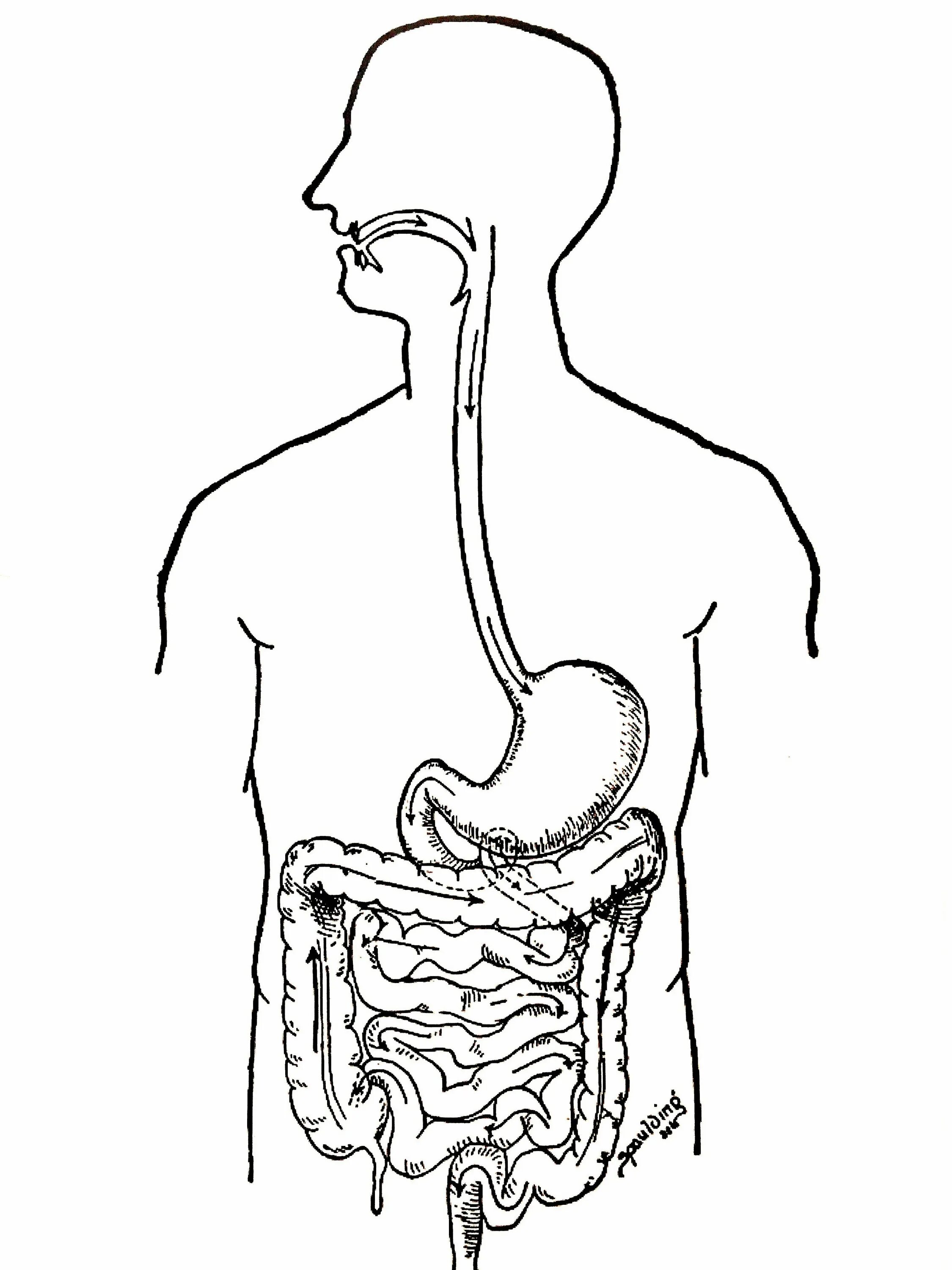 Белый пищевод. Пищеварительная система человека без подписей. Пищеварительная система человека рисунок без подписей. Пищеварительная система человека раскраска. Пищеварительная система человека анатомия без подписей.