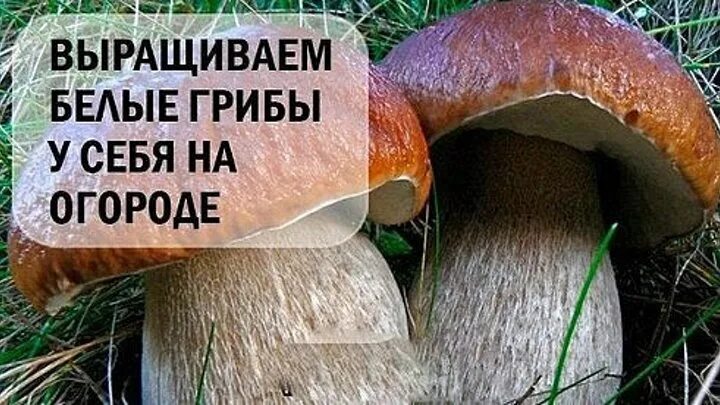 Как сделать чтобы росли грибы. Белые грибы на грядке. белые грибы для выращивания на огороде. белые грибы на грядке вырастить.