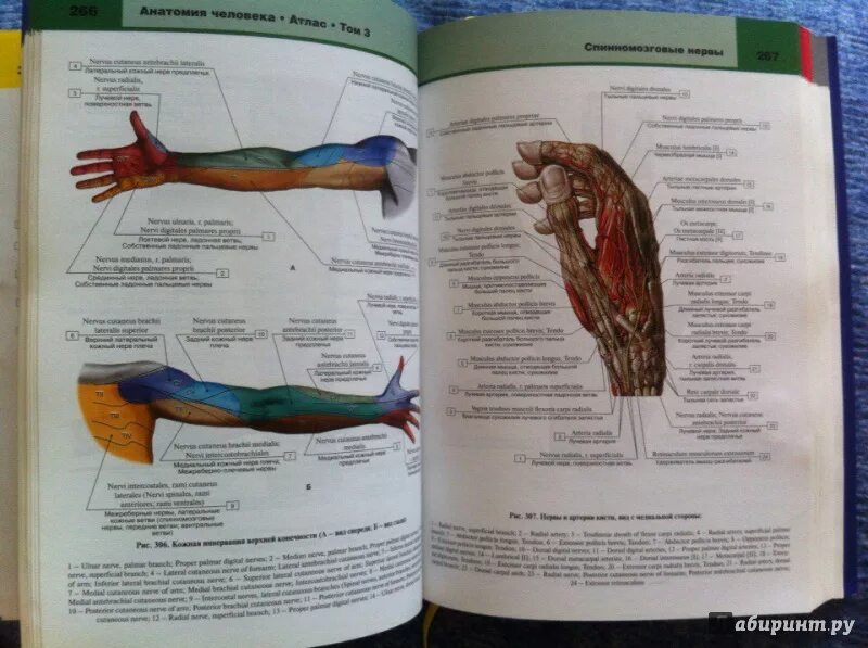 Анатомия кабана для художника. Дьявольский атлас пернкопфа. Дьявольский атлас пернкопфа. Анатомия кабана для художника. Скелет кабана строение.