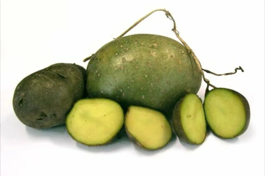 Зеленый картофель соланин. Позеленение клубней картофеля. Солонин в картофеле. Позеленевшие клубни картофеля. Зеленый картофель можно