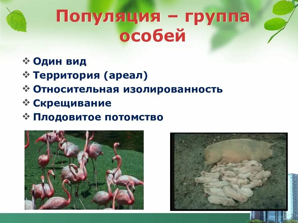 Популяция видовой уровень. Популяционно видовой. Популяционно-видовой уровень. Популяционно видовой уровень живого. Популяция это группа особей одного.