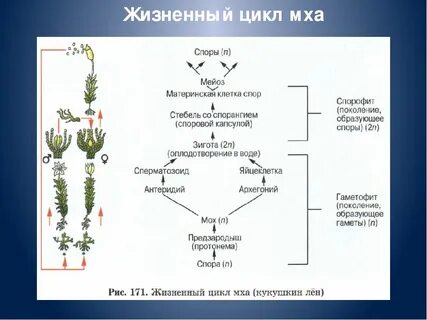 Правильная последовательность стадий жизненного цикла мха