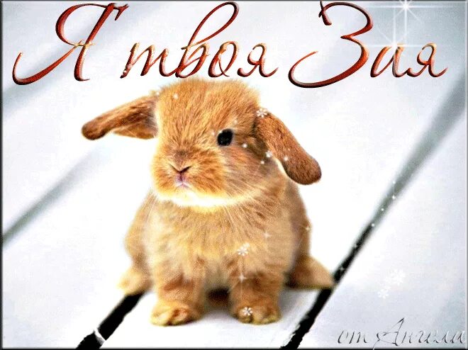 Ты выглядишь как зайка в глазах твоих Pin by yas on snowball 3 Cute bunny cartoon, Cute disney wallpaper, Cute cartoon