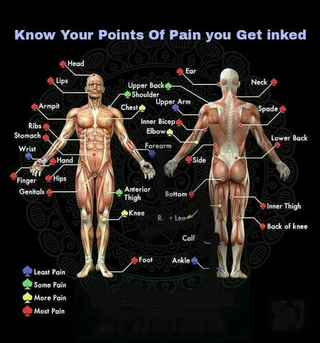Болезненные тату. Места для тату. Болевые зоны для тату. Самые больные места для тату. Карта боли татуировок.