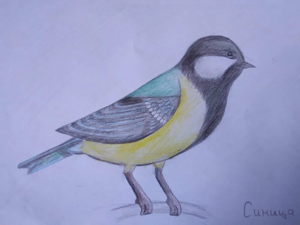 Птица рисунок. Рисование синички. Рисование птицы синицы. Рисование птички синички.