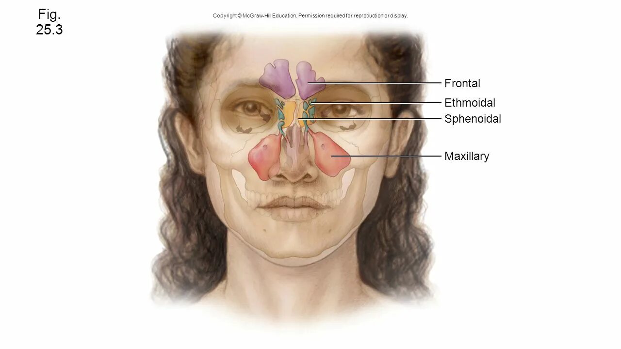 придаточные пазухи носа рисунок. пазухи носа схема. верхнечелюстная гайморова пазуха. острый этмоидальный синусит у взрослых. верхнечелюстной синусит анатомия.