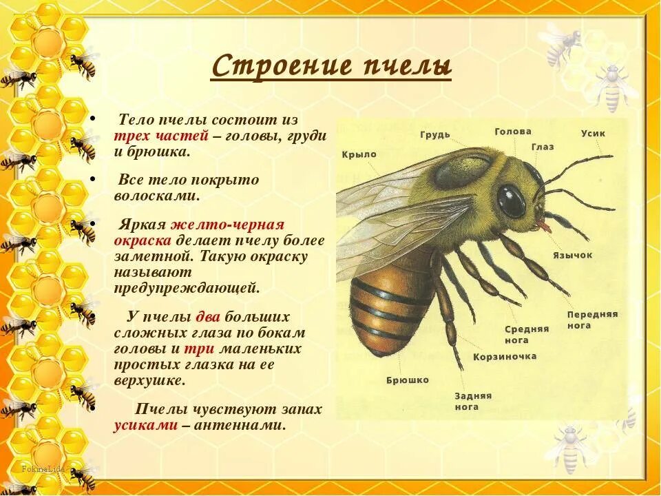 Описание типов насекомых. Медоносная пчела тип окраски. строение пчелы. внешнее строение пчелы. описание пчелы.