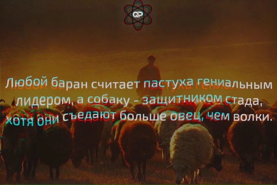 Всю жизнь овца волков. Цитаты про Баранов. Стадо Баранов цитаты. Пастух считает овец. Пастух съедает больше овец чем волки.