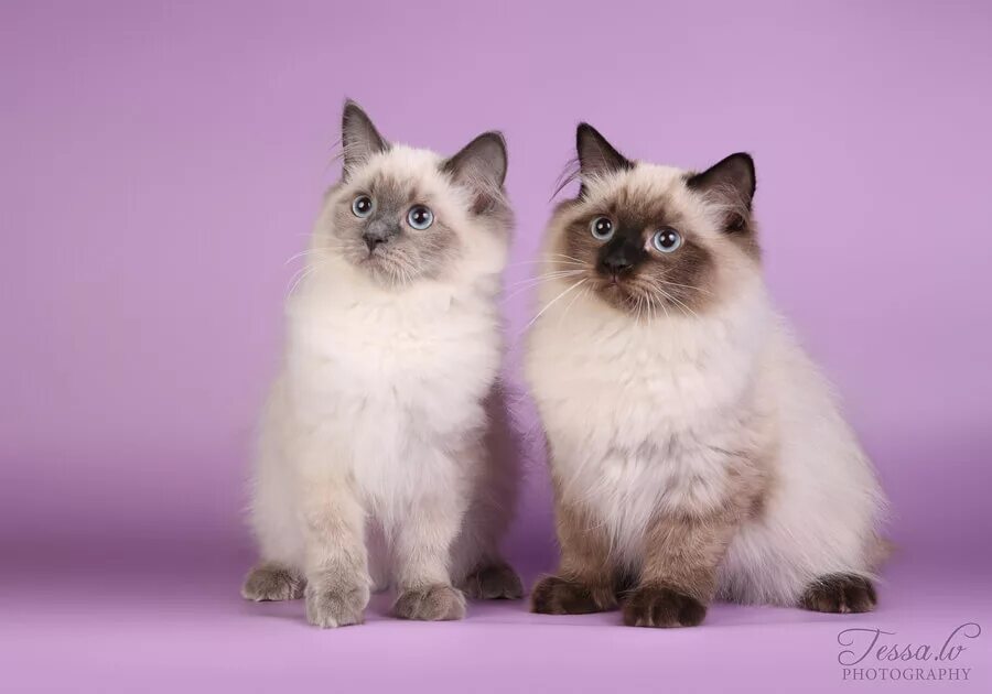 Невская маскарадная кошка отличается от